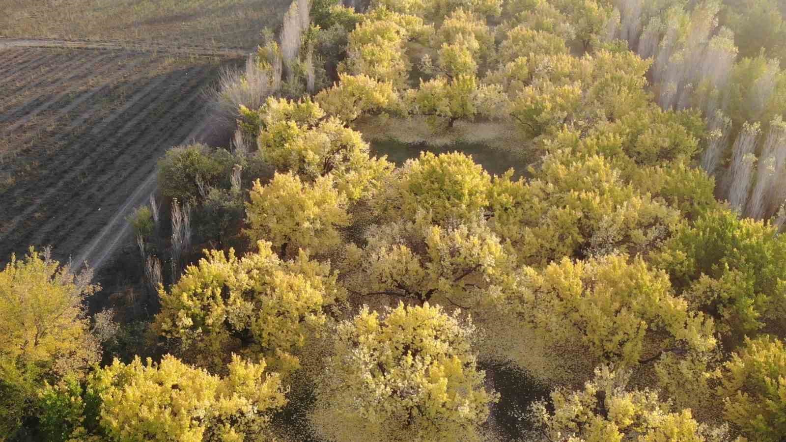 Iğdır’ın kayısı bahçelerindeki sonbahar güzelliği havadan görüntülendi