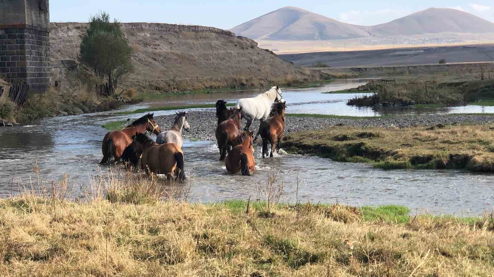 Kars’ta yılkı atları doğal ortamda görüntülendi