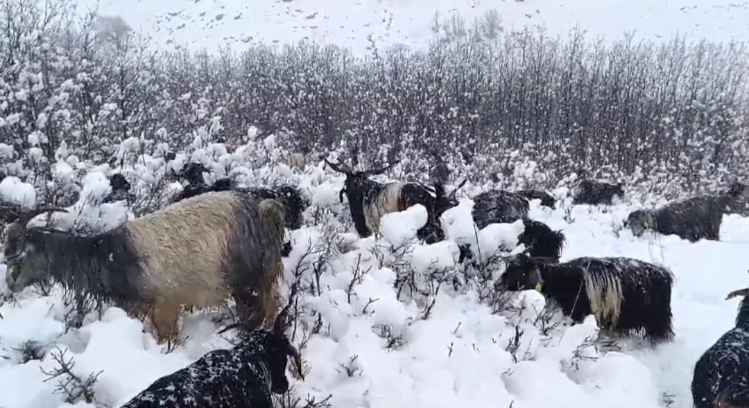 Muş’ta kar yağışına hazırlıksız yakalanan besiciler zor anlar yaşadı