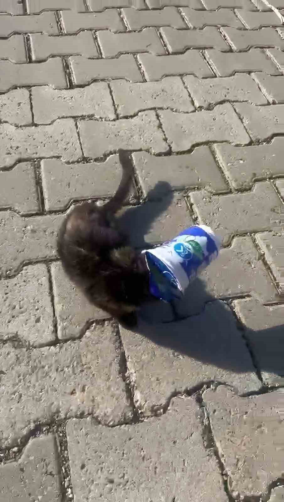 Siirt’te kafasını ayran kutusuna sıkıştıran yavru kediyi bir vatandaş kurtardı