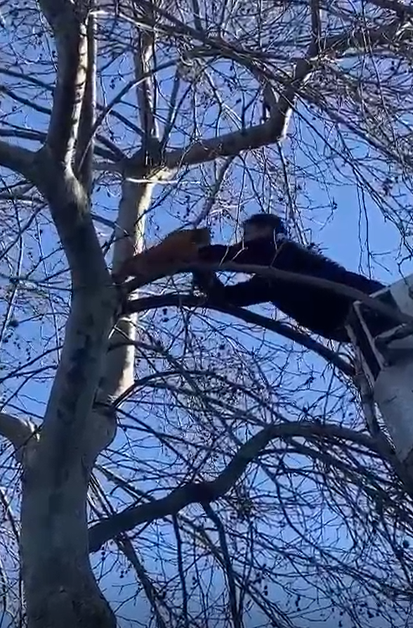 Yalova’da ağaçta mahsur kalan kediyi itfaiye kurtardı