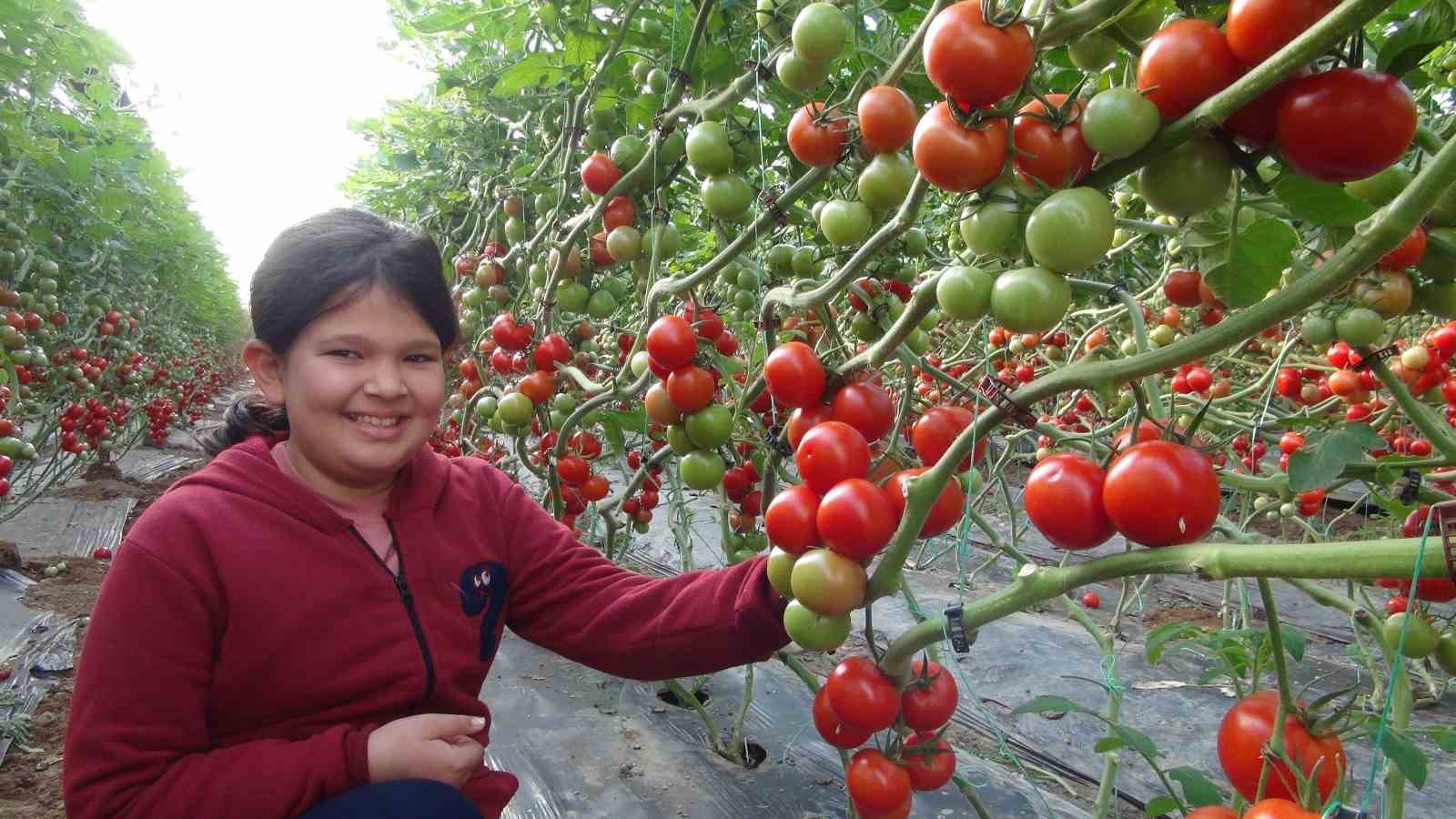 Mersin’de örtü altı domates hasadı başladı