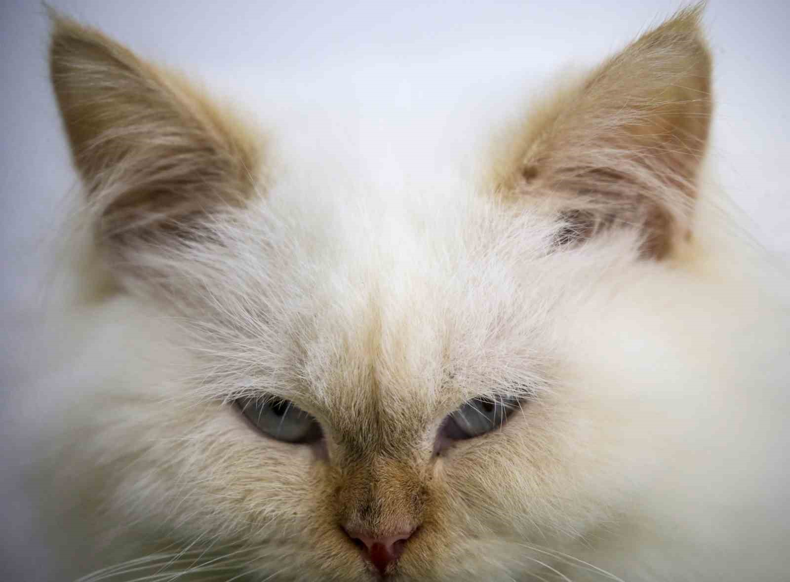 Japonya’da zehirli krom tankına düşen kedi aranıyor