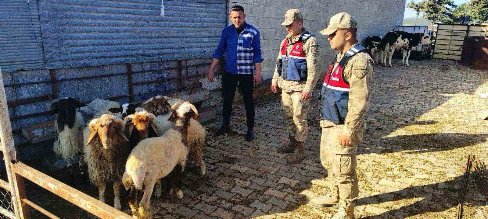 Kaybolan koyunları jandarma buldu