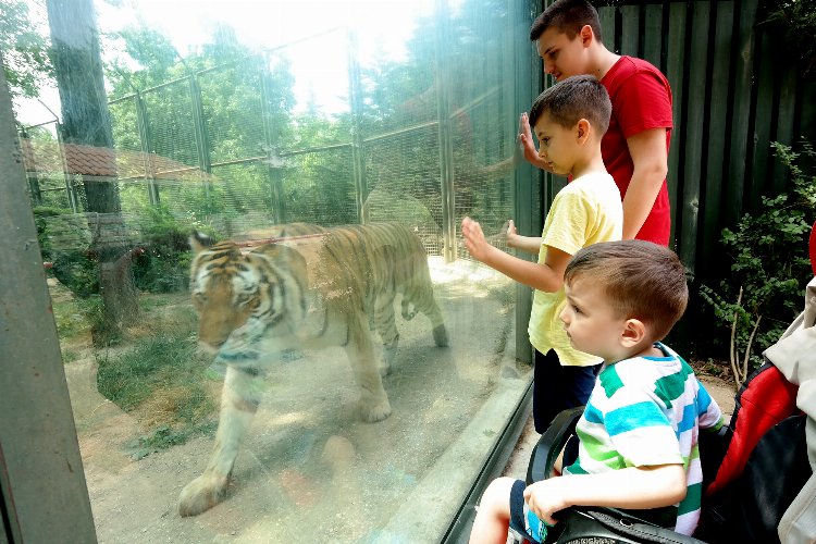 Bursa Büyükşehir’den çocuklar mutlu olsun diye  bugün toplu taşıma ve hayvanat bahçesi ücretsiz