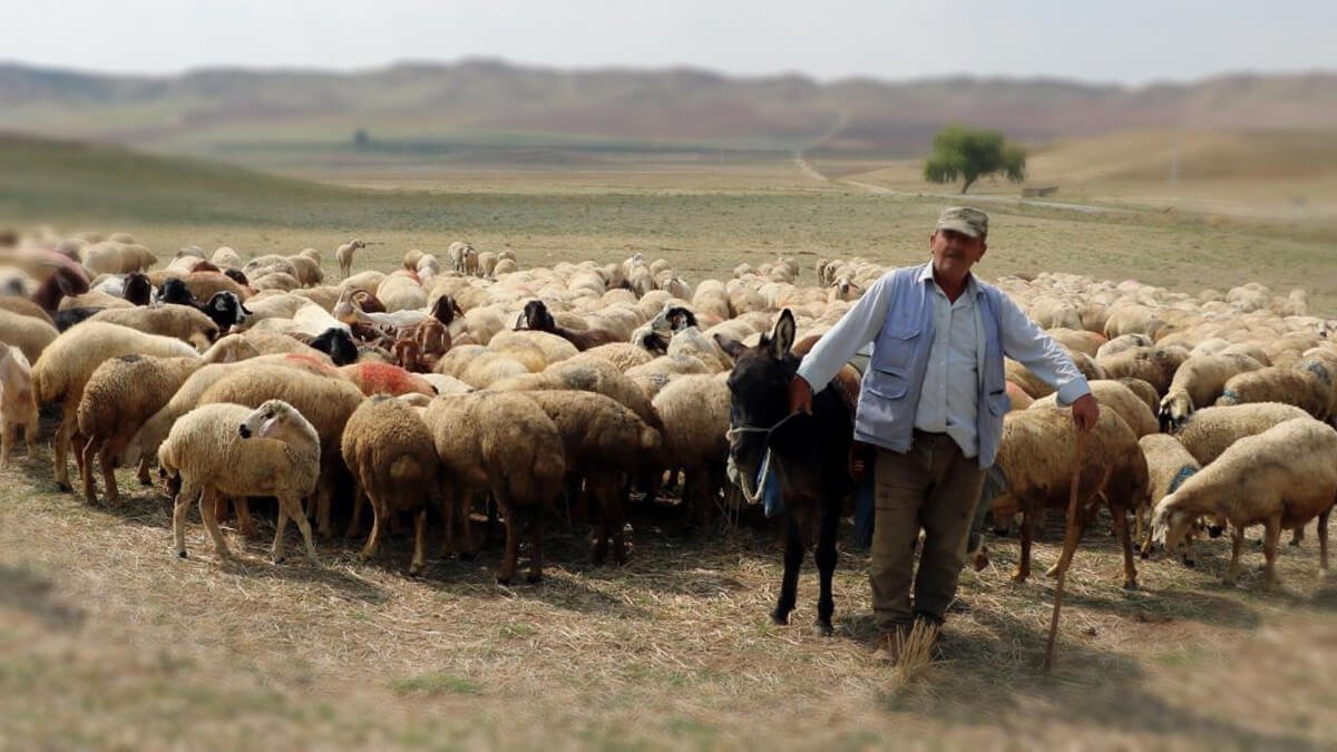 100 Bin lira maaşla çoban aranıyor