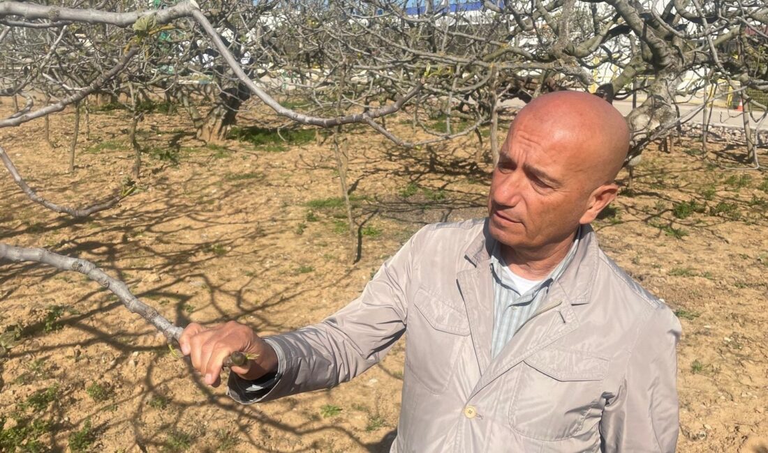 İhracatçılar “zirai don” nedeniyle karamsar değil Uludağ Yaş Meyve Sebze İhracatçıları Birliği (UYMSİB) Başkanı Senih Yazgan,