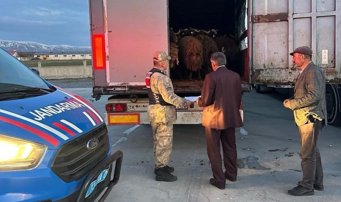 Ağrı’dan çalınan koyunlar Bitlis’te yakalandı Ağrı’da çalınan 300 küçükbaş hayvan, Bitlis’te jandarma ekiplerince yapılan yol