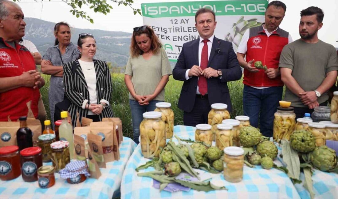 Akçapınar’da ‘Hibrit Enginar Hasadı Tarla Günü’ düzenlendi Tarım arazilerinin kullanımının etkinleştirilmesi projesi kapsamında Ula’nın Akçapınar Mahallesinde üretimi