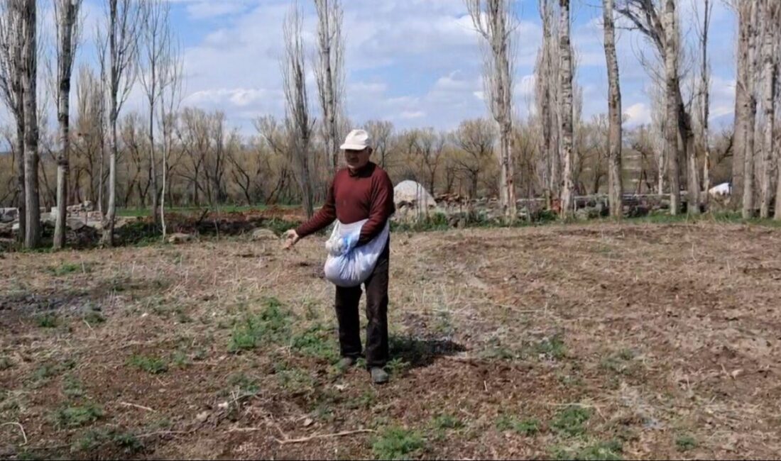 Akyaka’da elle tohum serpme geleneği devam ediyor Akyaka’da elle tohum serpme geleneği sürüyor. Kars’ın Akyaka ilçesine bağlı