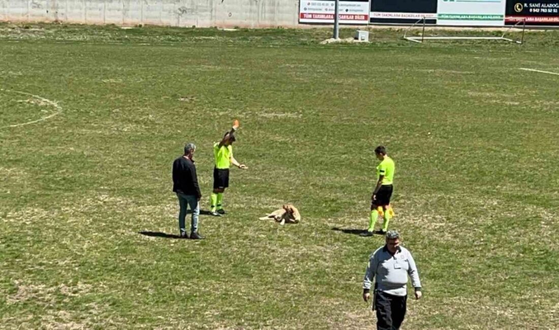 Amatör müsabakada sahaya giren köpeğe kırmızı kart Konya’nın Beyşehir ilçesinde amatör müsabaka esnasında sahaya giren köpek, alanı