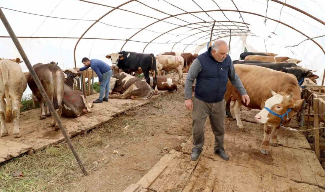Başiskele’deki kurbanlık satış yerinde hazırlıklar tamam Başiskele Belediyesi, Kurban Bayramı öncesinde küçükbaş ve büyükbaş hayvan satışı