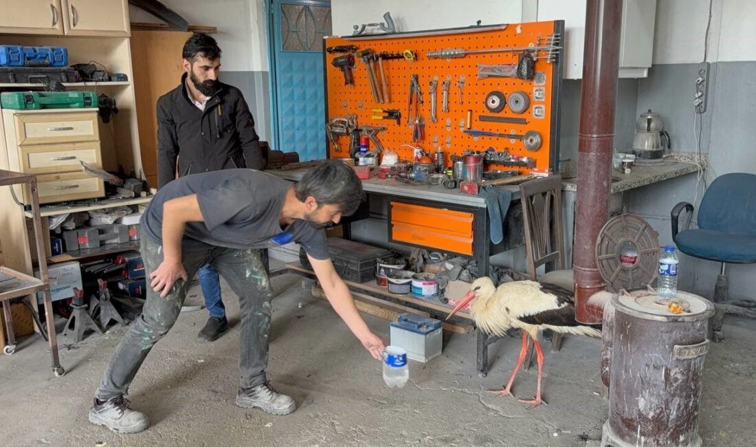 Bitkin haldeki leyleğe oto kaporta ustası sahip çıktı Karabük’te oto kaporta ustası Burak Özdal, sanayi sitesi içerisinde bitkin