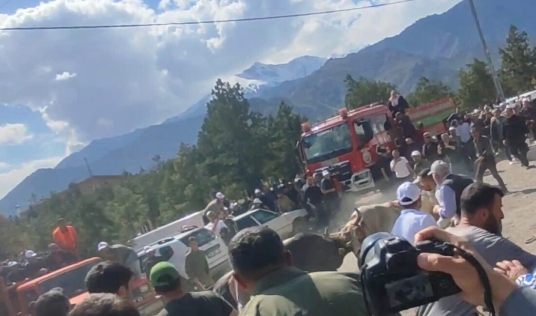 Boğa güreşlerinde panik dolu anlar Artvin’in Yusufeli ilçesinde düzenlenen boğa güreşleri sırasında kontrolden çıkan boğalar,