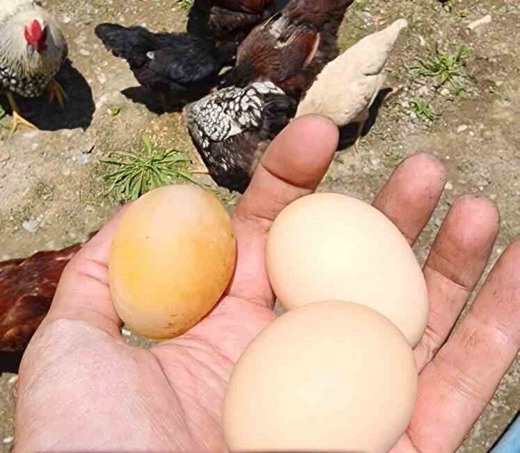 Bu yumurtayı gören gözlerine inanamadı Elazığ’ın Arıcak ilçesinde bir tavuk, kabuğu olmayan yumurta çıkardı. Çevredeki