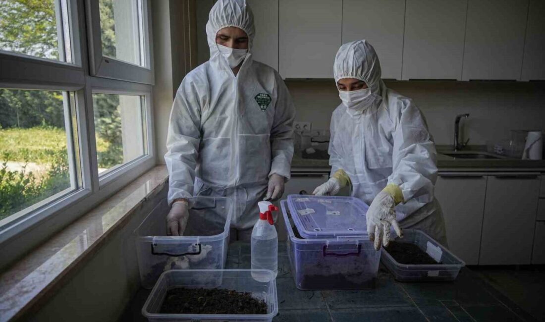 Çam ormanları terminatörlere emanet Laboratuvarda üretilen ve ’terminatör böcek’ diye adlandırılan Calosoma Sycophantalar, ağaçları