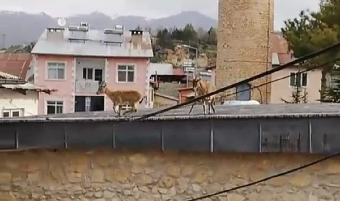 Dağ Keçileri evlerin ve tarihi caminin çatısına çıktı Tunceli’nin Çemişgezek ilçesinde daha önce sokaklarda sıkça görülen dağ keçileri,