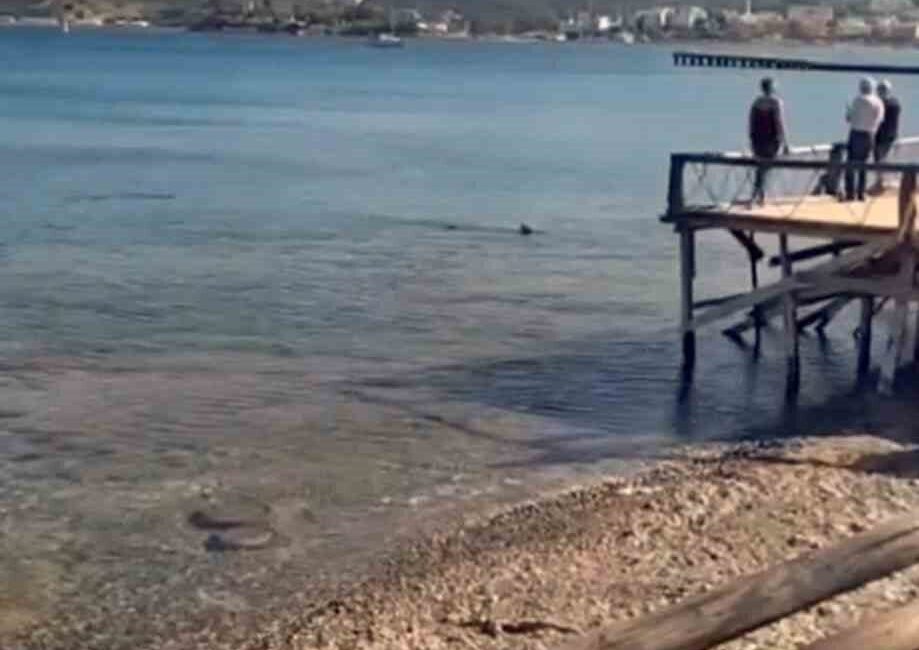 Datça’da kıyıya yakın bölgede iki köpek balığı görüldü Muğla’nın Datça ilçesinde, kıyıya yakın bir noktada görülen iki köpek