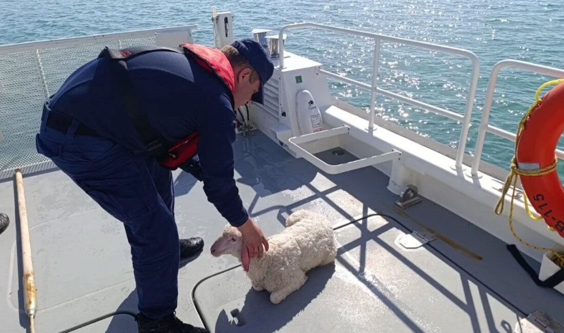 Denizde sürüklenen kuzuyu Sahil Güvenlik kurtardı Balıkesir’in Ayvalık ilçesi açıklarında denizde sürüklenirken tespit edilen kuzu, Sahil