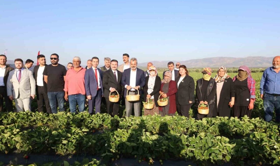 Depremzede çiftçiyi kalkındıracak projede çilek hasadına başlandı Hatay Büyükşehir Belediyesi tarafından kırsal kalkınmayı desteklemek amacıyla depremzede üreticilere