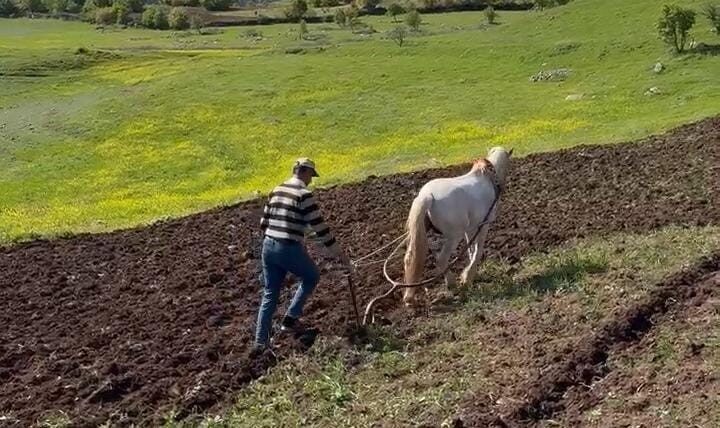 Dicle’nin bereketli topraklarında geleneksel tarım Diyarbakır’ın Dicle ilçesinde çiftçinin atla tarlasını sürdüğü anlar objektiflere yansıdı.