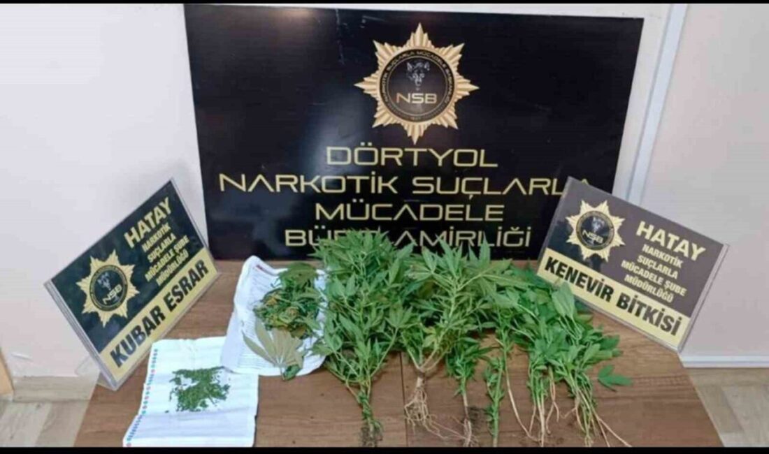 Dörtyol’da hint keneviri operasyonu Hatay’ın Dörtyol ilçesinde bir evde yapılan aramada 20 kök hint