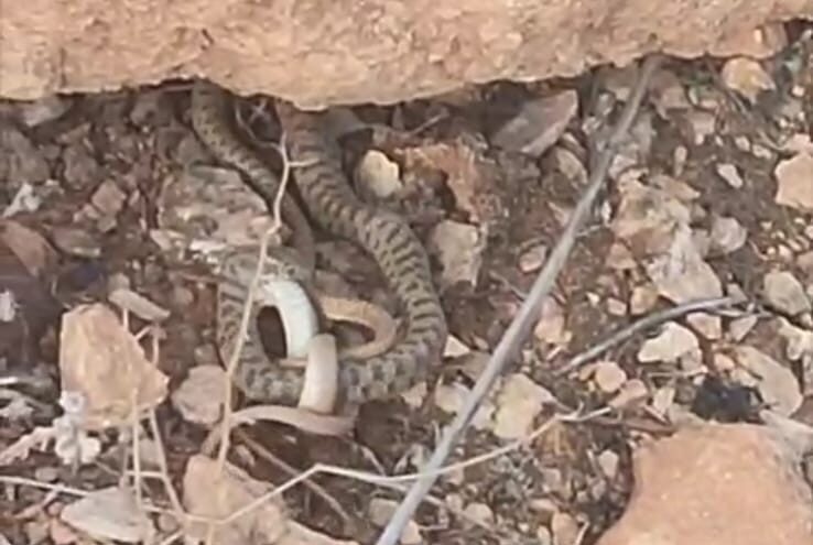 Engerek yılanı avlanırken görüntülendi Şanlıurfa’da nadir görülen engerek yılanının başka bir yılanı yediği anlar