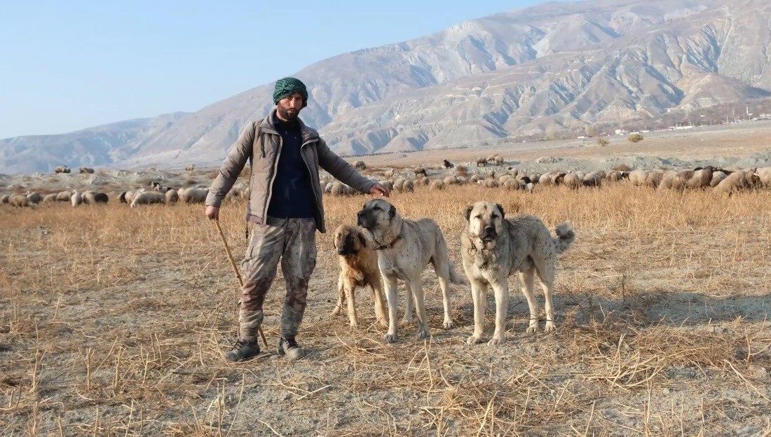 Erzincan’da 100 bin lira maaşla çoban bulamayan besici derdini Valiye anlattı Erzincan’da kış mevsiminin ardından hayvanlarını meralara çıkarmaya başlayan besiciler, yüksek