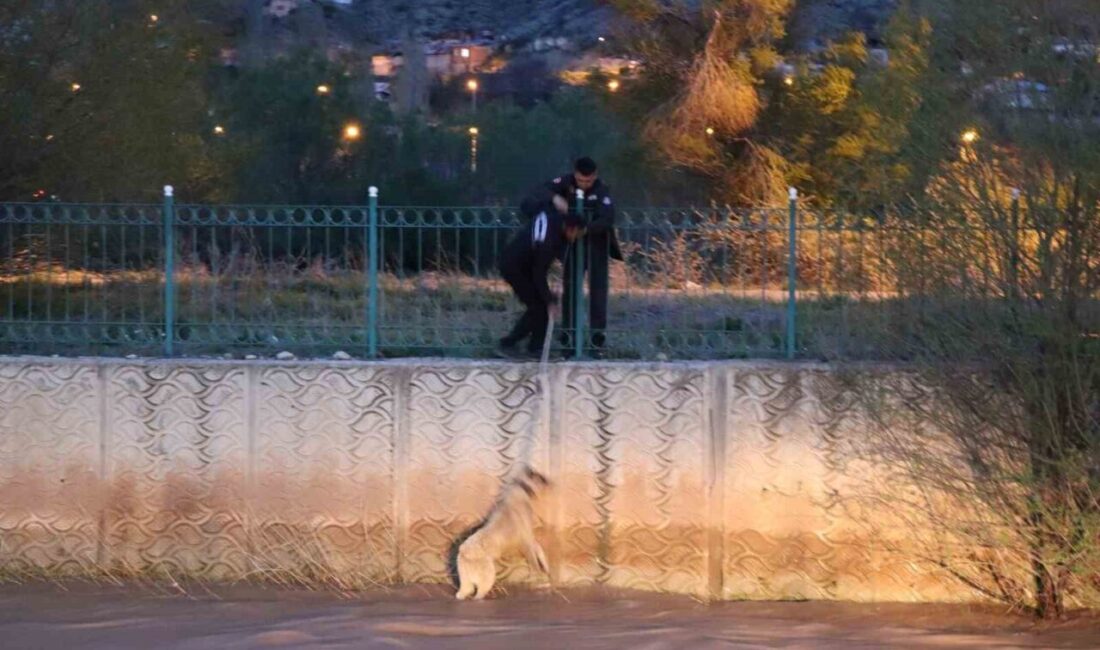 Erzurum’da sokak köpeğine kurtarma operasyonu Erzurum’un Oltu ilçesinde Oltu Çayı’na düşerek saatlerce mahsur kalan sokak