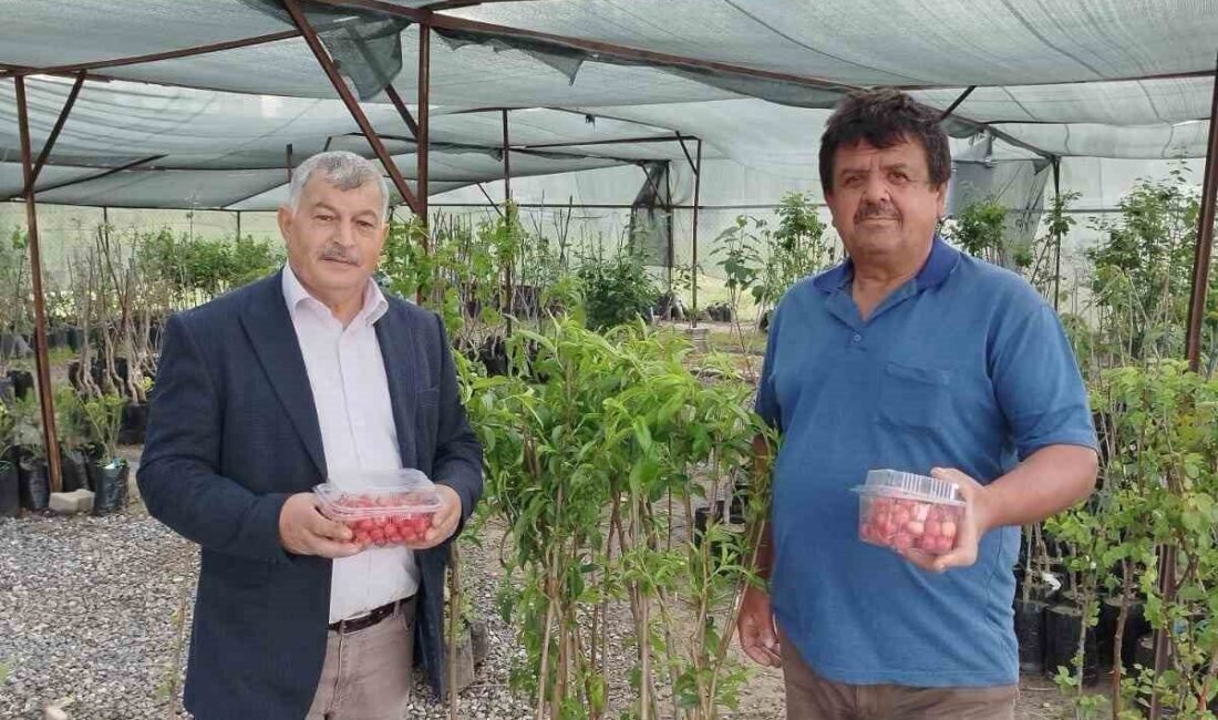 Gazipaşa’da sezonun ilk kiraz hasadı yapıldı Antalya’nın Gazipaşa ilçesi Çile Mahallesi’nde yazın habercisi kirazın hasadına başlandı.