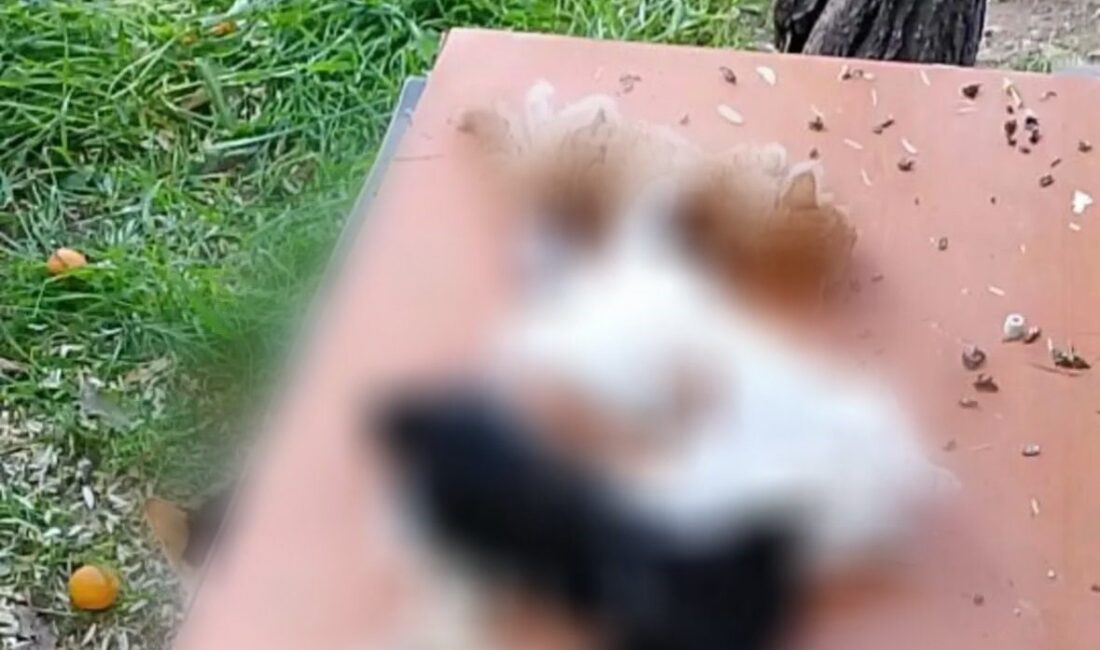 Gemlik’te yavru kediler katledildi Bursa’nın Gemlik ilçesi sahilinde yavru kediler, kesici aletle katledilmiş halde