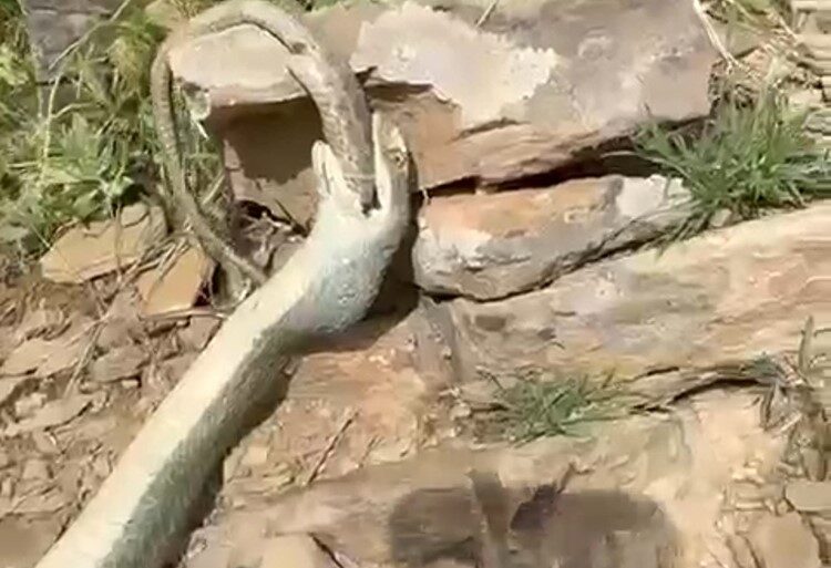 Hakkari’de bir yılan başka bir yılanı yerken görüntülendi Hakkari’de bir doğasever, doğa yürüyüşü sırasında yaklaşık iki metrelik bir
