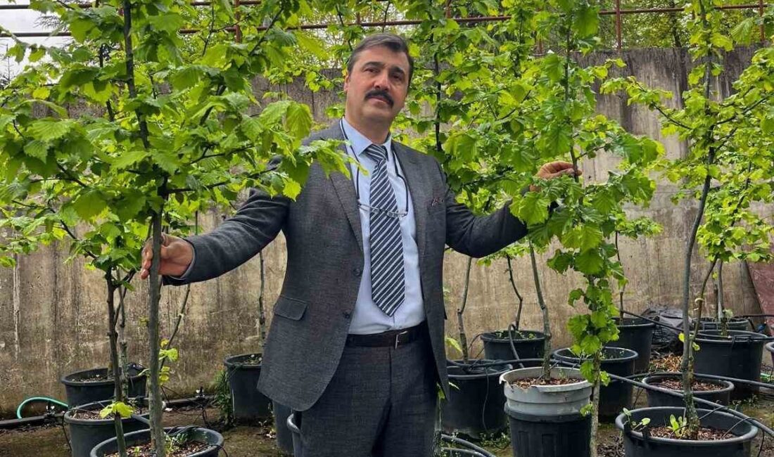 İklim değişikliği fındık tarımını tehdit ediyor Düzce Üniversitesi Fındık Araştırma ve Uygulama Merkezi (DÜFAM), fındık tarımının