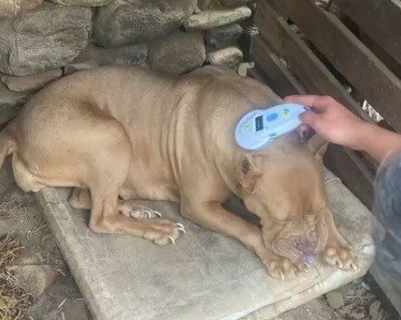 Manisa’da pitbull besleyen iki kişiye 304 bin lira ceza Manisa’nın Salihli ilçesinde tehlikeli köpek ırkları arasında yer alan ‘pitbull’