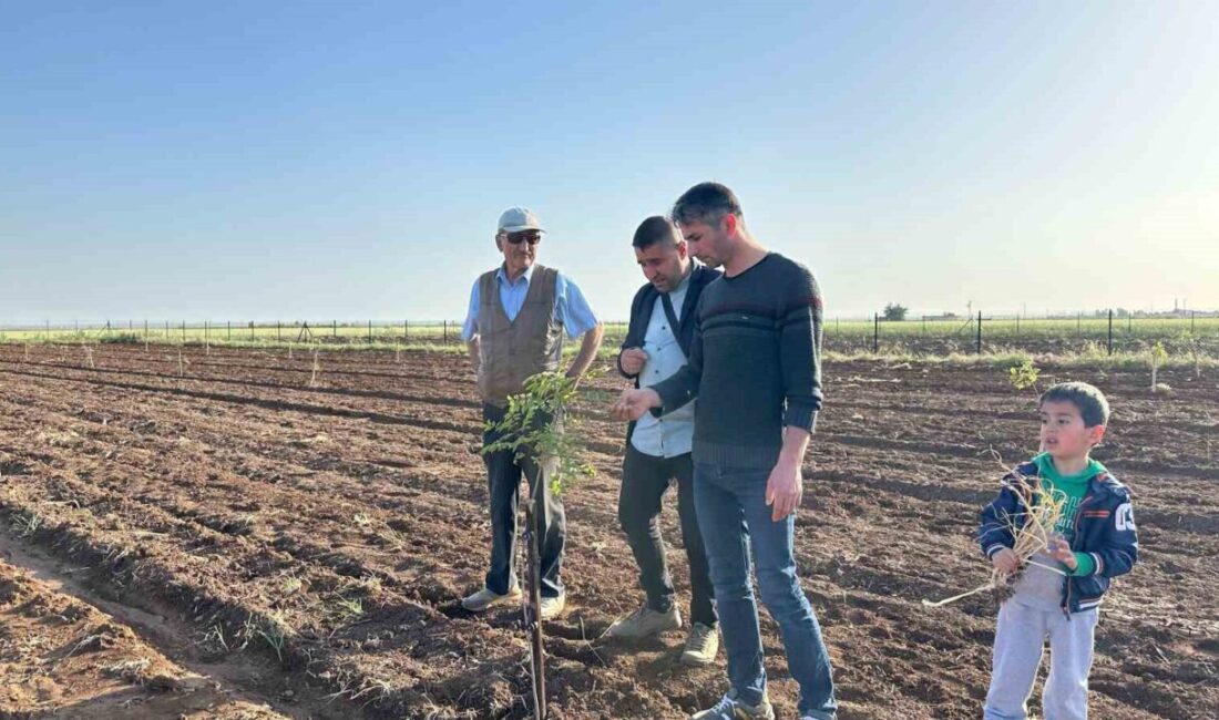 Mardin’de fıstık yetiştiriciliğine rağbet artıyor Mardin’in Midyat ve Nusaybin ilçelerinde günden güne fıstık yetiştiriciliğine rağbet