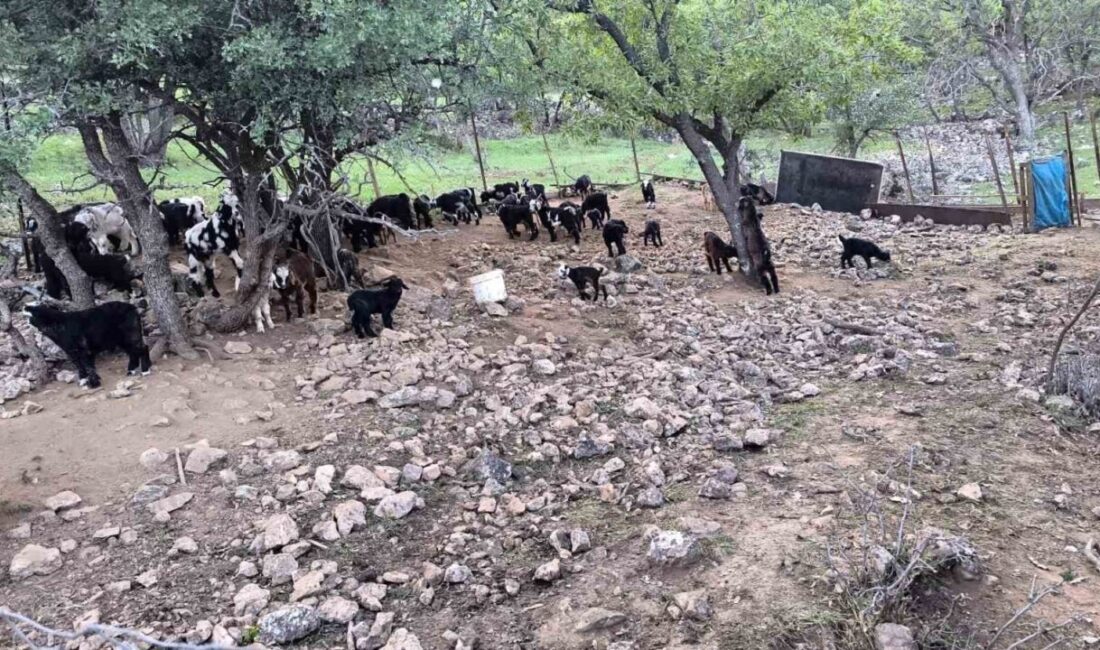Mardinli besici, hayvanlarını barındırdıkları yerden tahliye etmek için belediyeden ek süre bekliyor Mardin’in Savur ilçesinde besici Fatih Yaşar, hayvanlarını barındırdıkları alandan götürmek