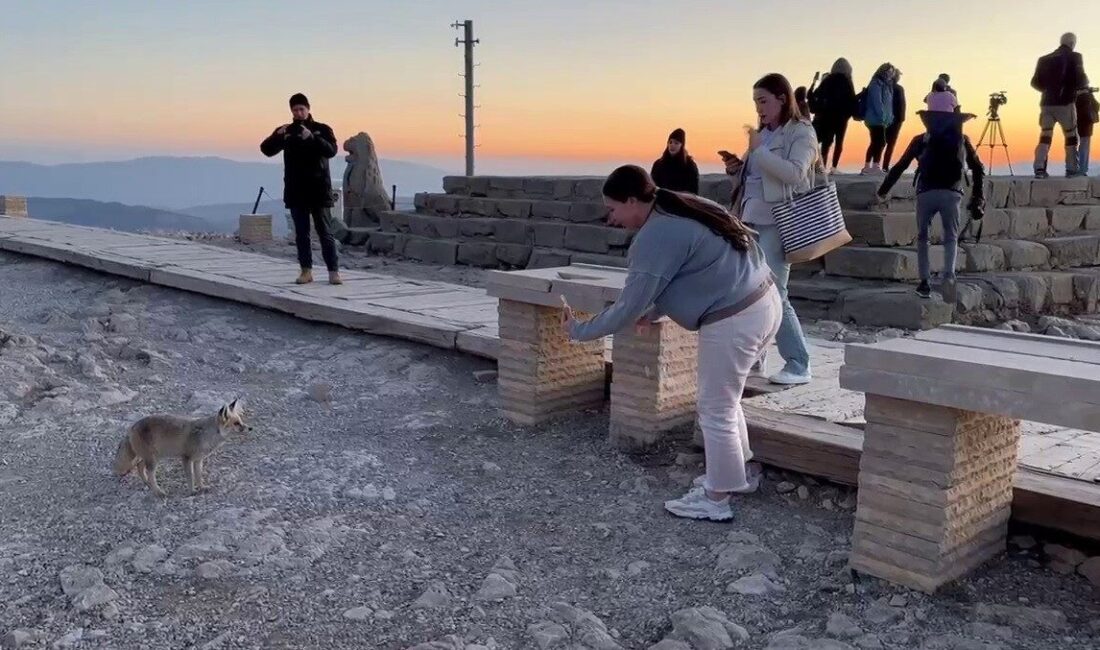 Nemrut Dağı’ndaki sevimli tilki, yerli ve yabancı turistlerin ilgi odağı oldu Adıyaman’da UNESCO Dünya Kültür Miras Listesi’nde yer alan Nemrut Dağı’nda