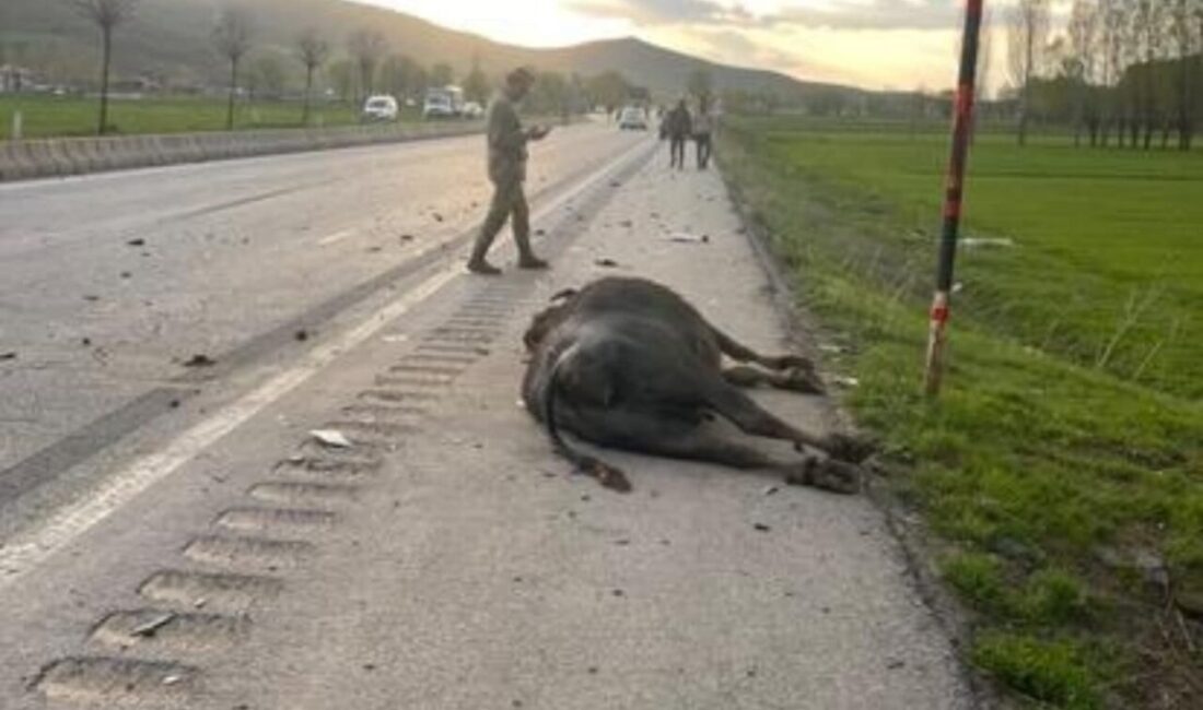 Otomobil hayvana çarptı: 1 yaralı Bitlis’in Güroymak ilçesinde otomobilin yola çıkan büyükbaş hayvana çarpması sonucu