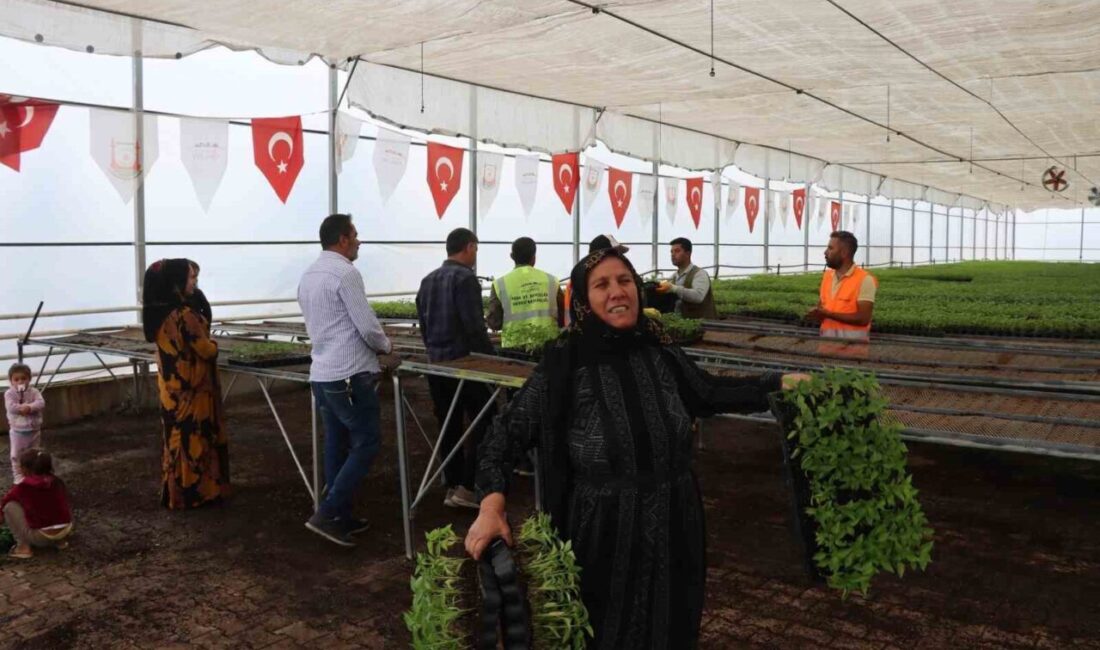 Şanlıurfa bu sene de ’acı’ya doyacak Ev yapımı isot üretiminde Türkiye’nin ilk sıralarında yer alan Şanlıurfa’da