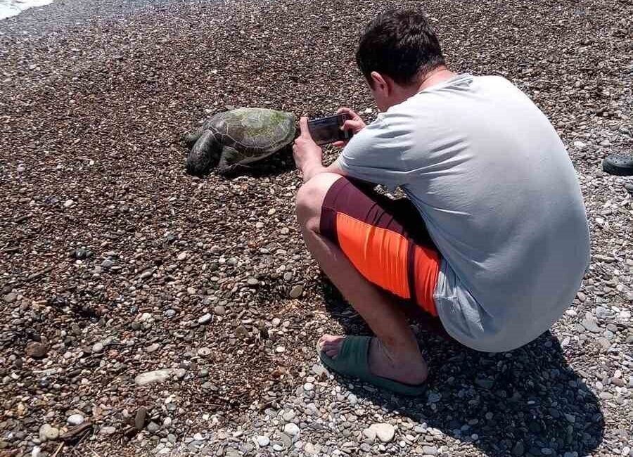 Serik’te ölü caretta caretta sahile vurdu Antalya’nın Serik ilçesinde sahile ölü caretta caretta vurdu. Boğazkent sahilinde