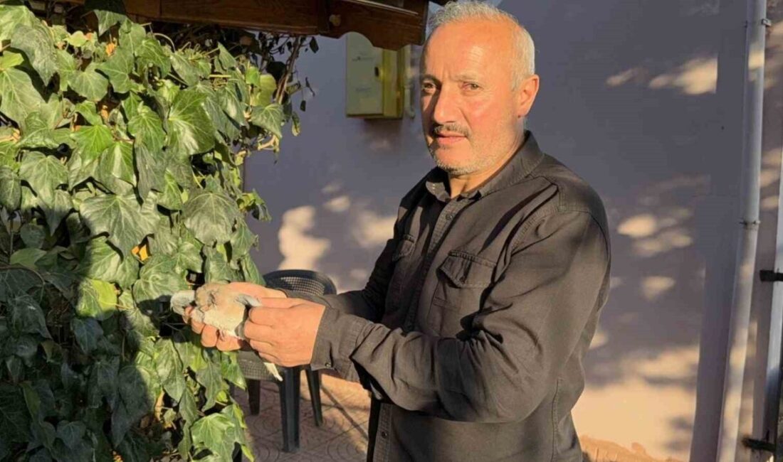 Tokat’ta evin çatısına yıldırım düştü, yuvadaki kuşlar telef oldu Tokat’ta bir eve düşen yıldırım, çatıda bulunan yuvadaki kuşları telef
