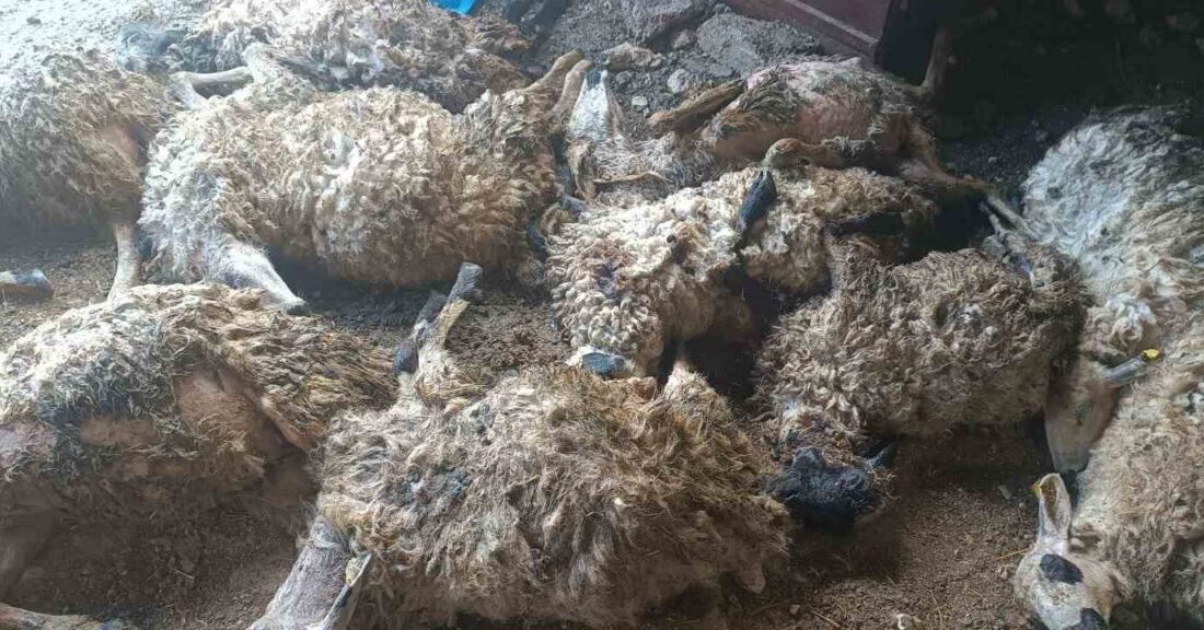 Tunceli’de izdiham oluşan ağılda 11 koyun telef oldu Tunceli’nin Çemişgezek ilçesine bağlı Gedikler köyünde, koyunların korkması sonucu ağılda