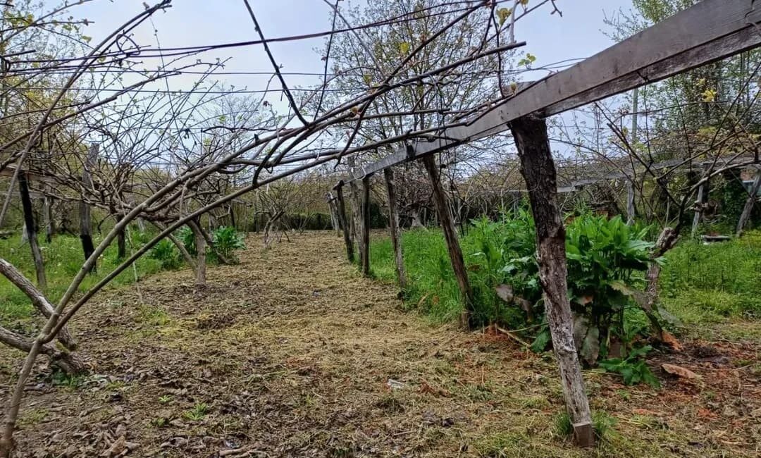 Türkeli’de zirai don hasar tespit çalışmaları Sinop’un Türkeli ilçesinde, geçen hafta meydana gelen zirai don olayı,