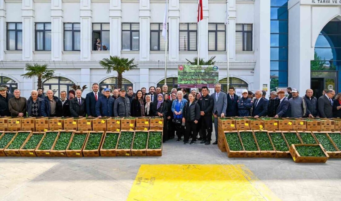 Yalova’da çiftçilere 375 bin adet sebze fidesi dağıtıldı Yalova’da, 240 çiftçiye yaklaşık 300 dekar alanda üretilmesi için 115