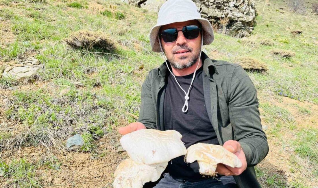 2 bin rakımın üzerinde yetişen mantarları topluyorlar Erzincan’da Keşiş Dağına çıkan bazı vatandaşlar, 20 kilometre yol kat