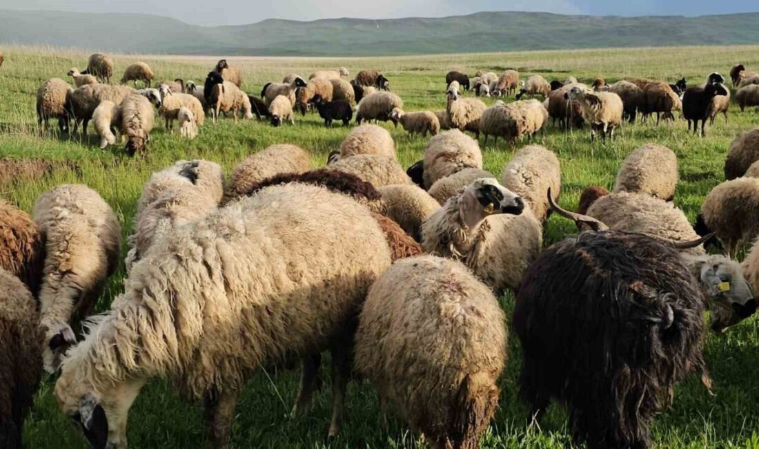Adilcevaz’da yayla zamanı: Besiciler 7 aylık göçe başladı BİTLİS (İHA) – Bitlis’in Adilcevaz ilçesinde zorlu kış şartlarını geride