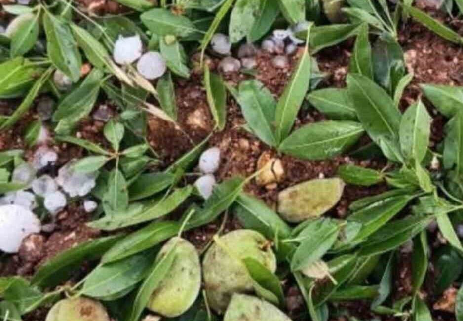 Adıyaman’da ceviz büyüklüğündeki dolu yağışı badem bahçelerine zarar verdi Türkiye’nin badem diyarı Adıyaman’ın Kahta ilçesinde ceviz büyüklüğünde yağan dolu