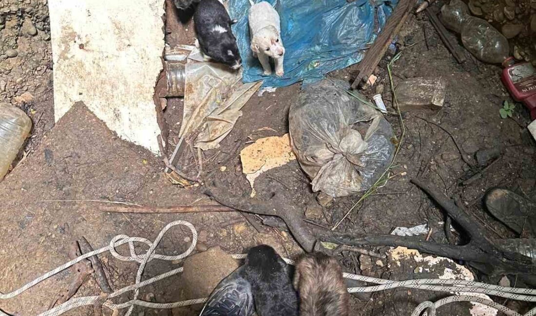 Antalya’da kuyuya düşen 7 yavru köpeği itfaiye kurtardı Antalya’nın Serik ilçesinde kuyuya düşen yavru köpekler itfaiye ekiplerince kurtarıldı