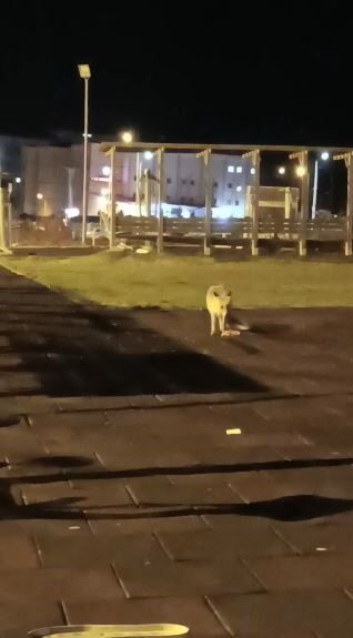 Artvin şehir merkezindeki çocuk parkında tilki sürprizi Artvin’de bir çocuk parkında görülen tilki, vatandaşları şaşkına çevirdi. Olay