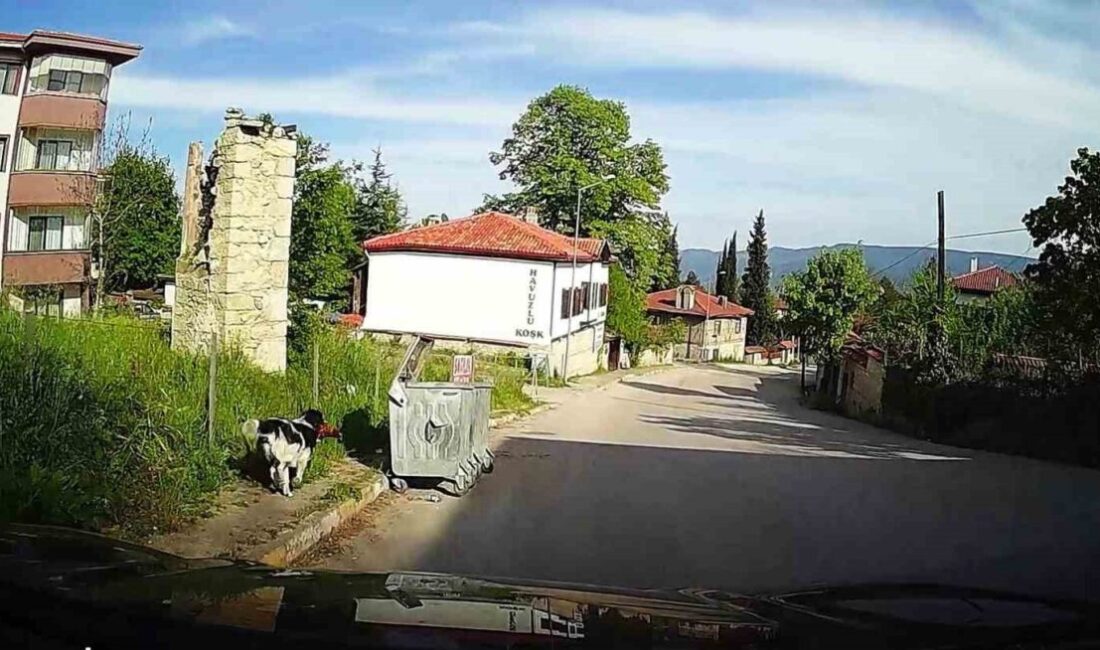 Başıboş köpeğin tavuğu alıp kaçtığı anlar kamerada Karabük’ün Safranbolu ilçesinde başıboş köpeğin evin önündeki bir tavuğu ağzına